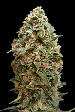 Afghan Skunk