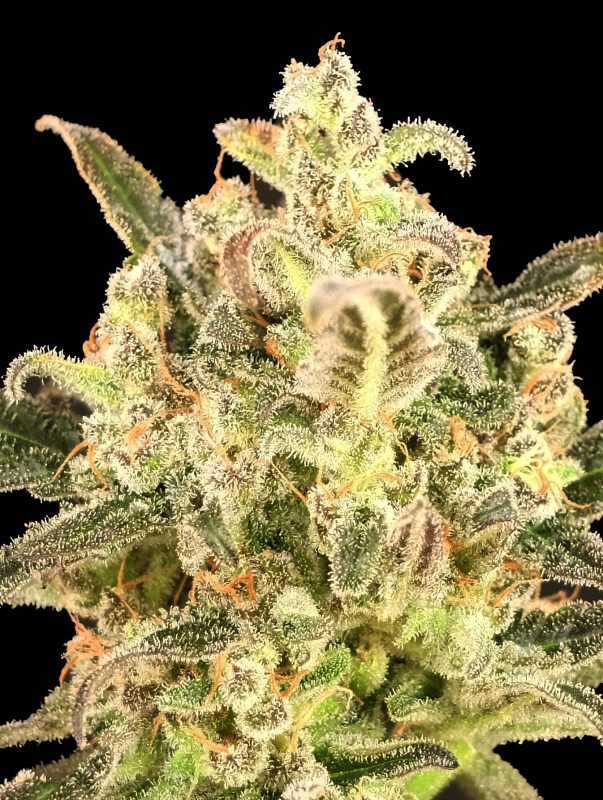 Auto Biodiesel Mass XXL