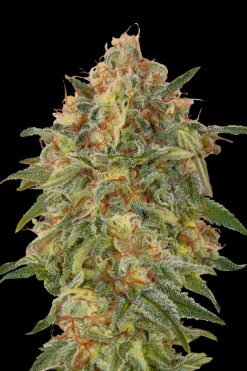 Zkittlez