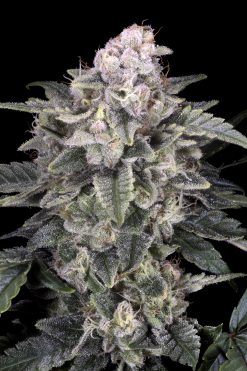 Slurricane