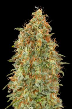 Zkittlez Fast