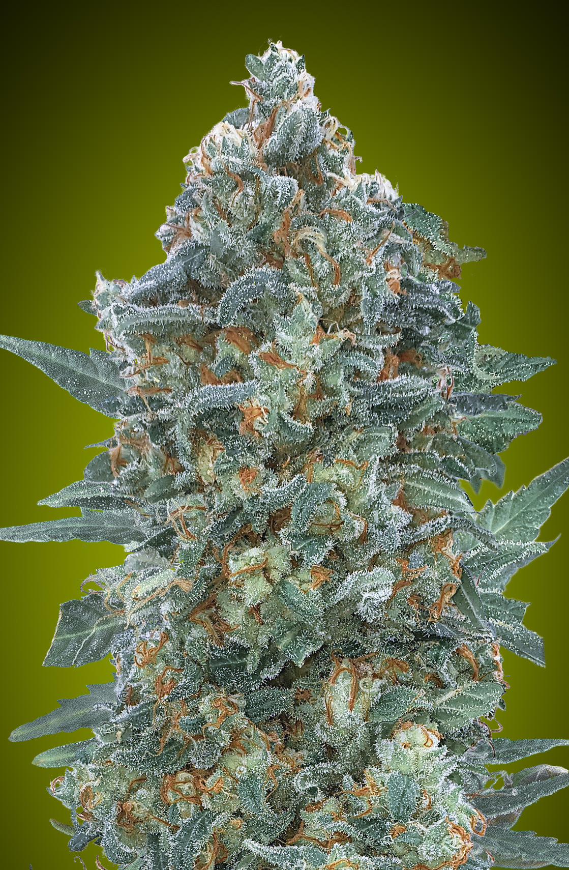 auto-critical-lemon-cbd.jpg