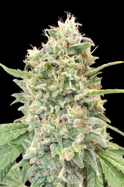 Strawberry Banana