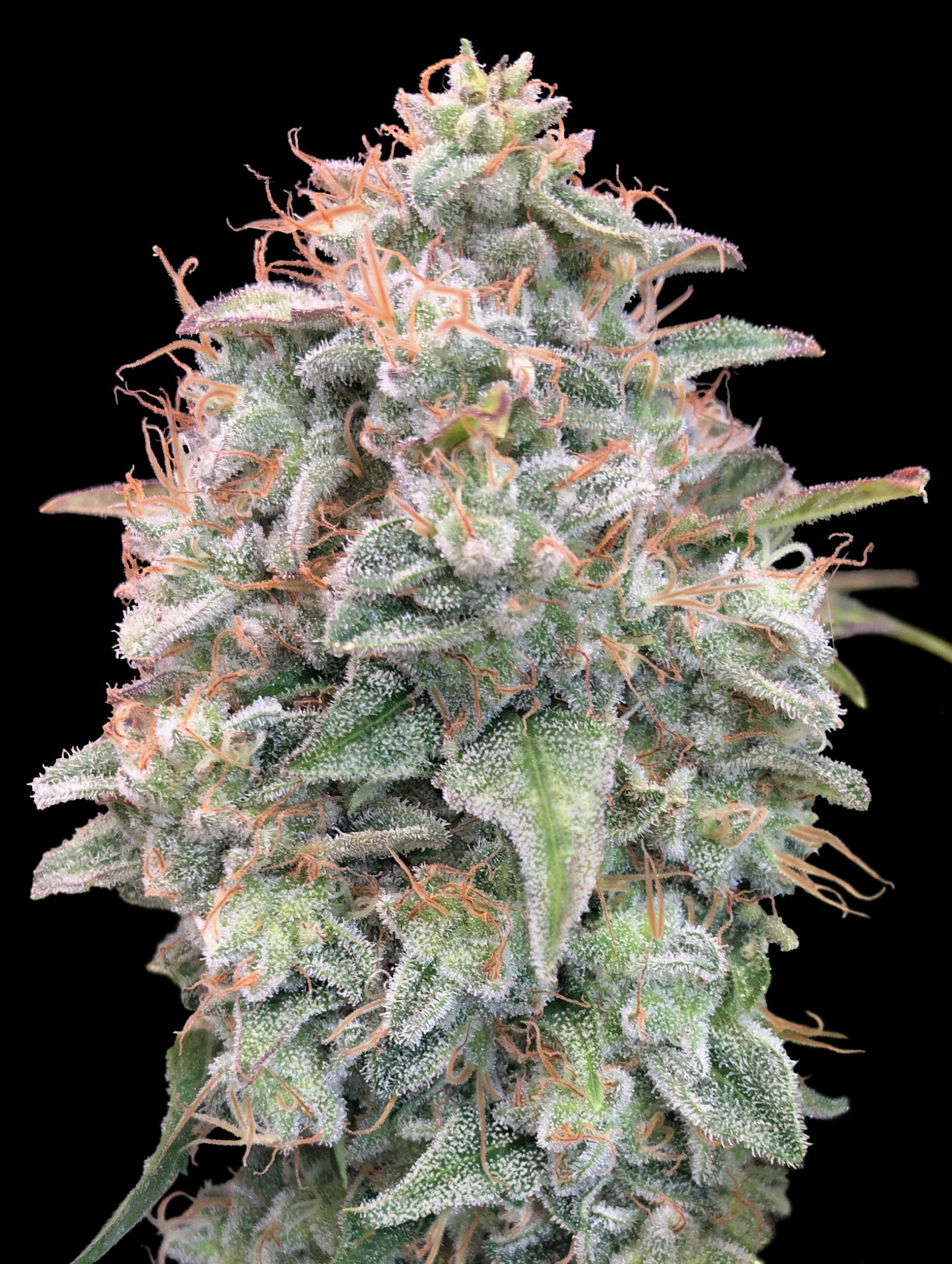 Auto Banana Cookies - Advanced Seeds