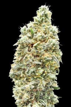 Strawberry Banana Fast