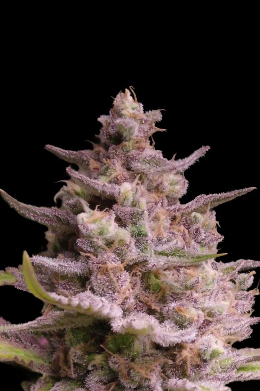 Ed. Limitada - AK-TErMa