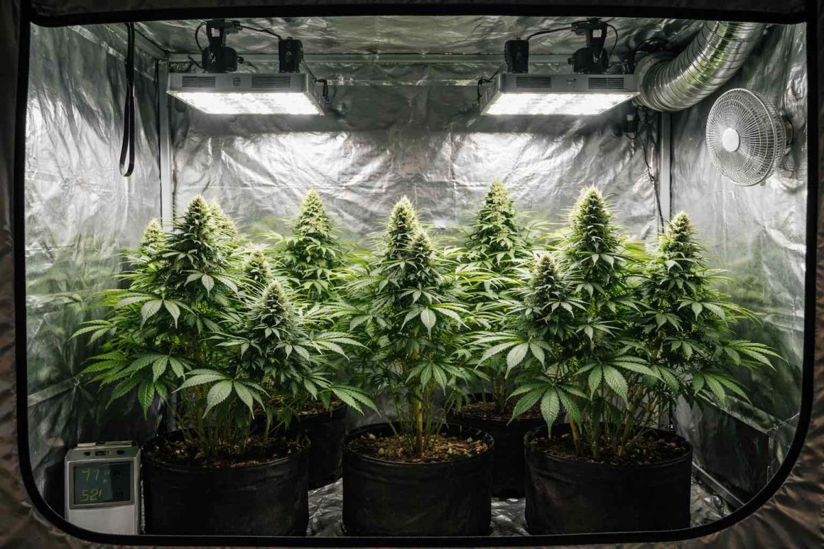 Mejores variedades para interior y balcón